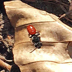 Nomada