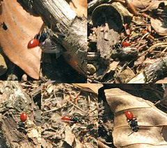Nomada