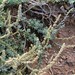Waxy Saltbush - Photo (c) Gabriele Kothe-Heinrich, some rights reserved (CC BY-SA)