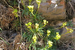 Calceolaria pinifolia