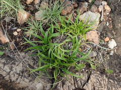 Xerophyta adendorffii