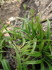 Xerophyta adendorffii