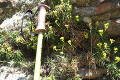 Calceolaria pinifolia