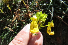 Calceolaria pinifolia