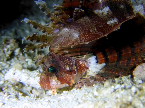 Dwarf Lionfish (Neochirus brachyptera)