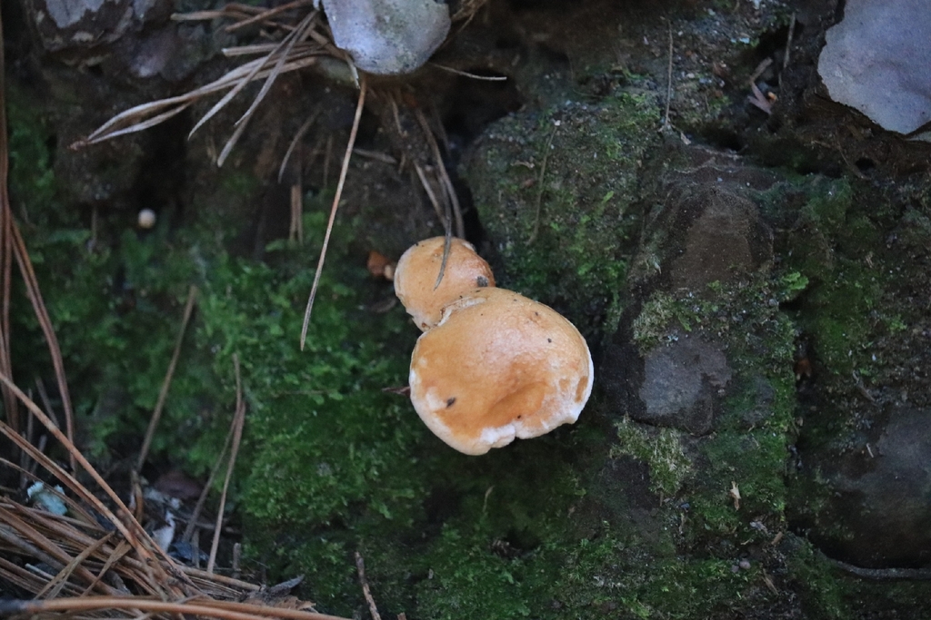 Suillus bovinus · May 2026 · photo: © plutoishere (iNaturalist, cc0)