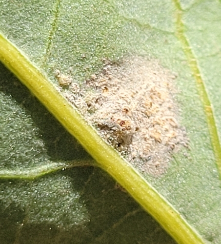 iNaturalist observation photo of Powdery Mildews