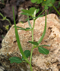 Trigonella foenum-graecum