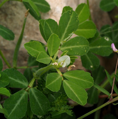 Trigonella foenum-graecum