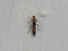 Paederus sabaeus