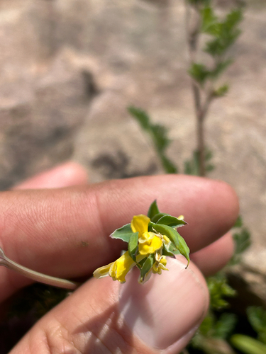 Corydalis micrantha, photograph 5