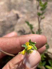author not stated, no rights reserved Corydalis micrantha, photograph author not stated, no rights reserved