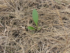 Arnoglossum plantagineum