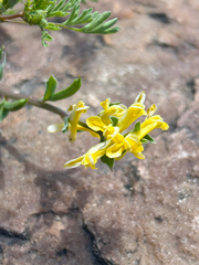 Corydalis micrantha