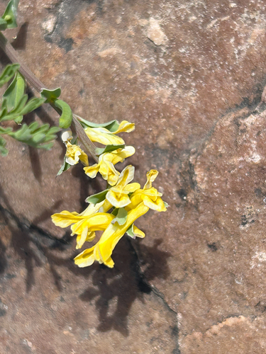 Corydalis micrantha, photograph 2