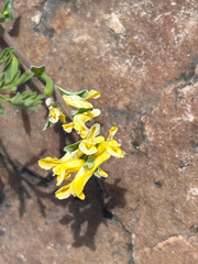 author not stated, no rights reserved Corydalis micrantha, photograph author not stated, no rights reserved