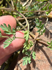 author not stated, no rights reserved Corydalis micrantha, photograph author not stated, no rights reserved