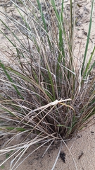 author not stated, no rights reserved Dianella brevicaulis, photograph author not stated, no rights reserved