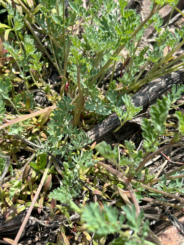 Corydalis micrantha, photograph 4