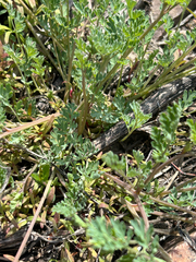 author not stated, no rights reserved Corydalis micrantha, photograph author not stated, no rights reserved