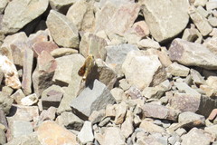 Hylephila ancora
