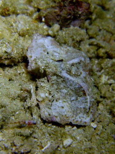 Cryptopodia laevimana (Cryptopodia laevimana)