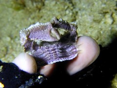 Cryptopodia laevimana