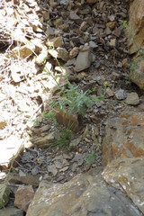 Descurainia pimpinellifolia