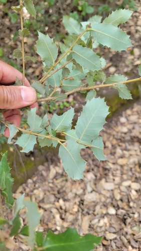 iNaturalist observation photo of canyon live oak