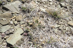 Maihueniopsis