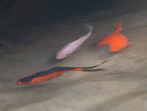 Goldfish