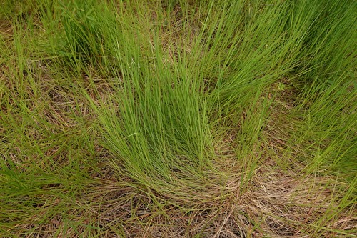 Urochloa dictyoneura observed 2026-04-27