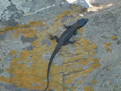 Ninurta coeruleopunctatus