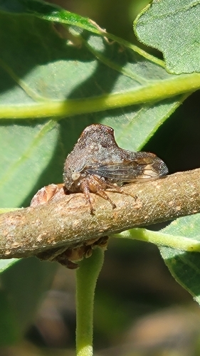 iNaturalist observation photo of Telamona vestita