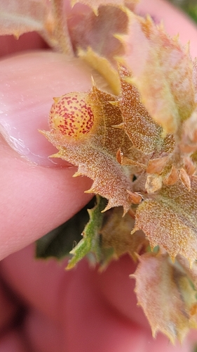 iNaturalist observation photo of Heteroecus flavens