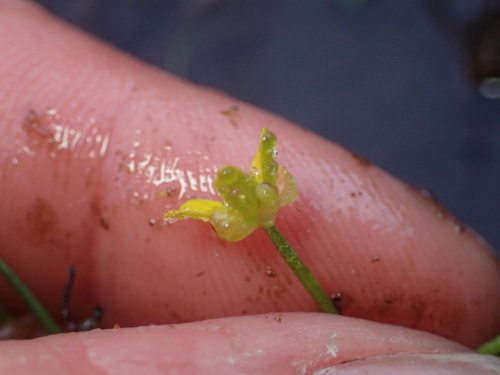Ranunculus glabrifolius