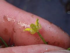 Ranunculus glabrifolius
