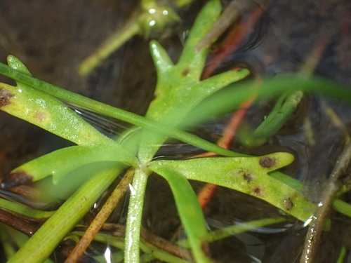 Ranunculus glabrifolius, photograph 2
