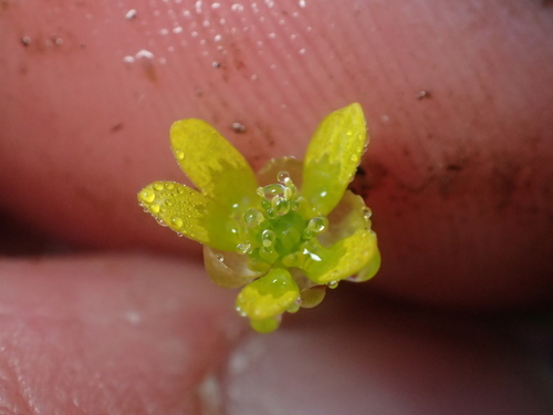 Ranunculus glabrifolius, photograph 1