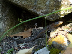 Ninurta coeruleopunctatus