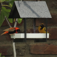 Ploceus velatus velatus