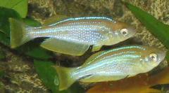 Tanganyika Killifhish photo 3