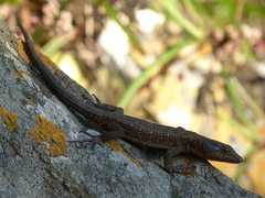 Ninurta coeruleopunctatus