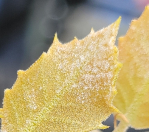 iNaturalist observation photo of Powdery Mildews