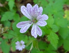 Geranium versicolor