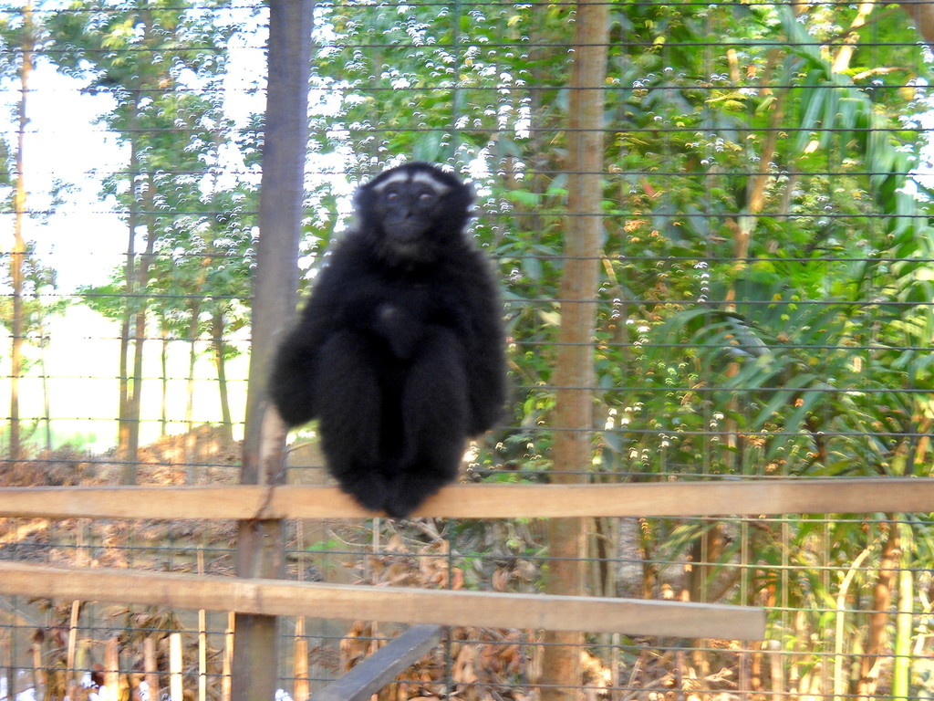 Eastern Hoolock Gibbon