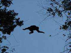 Eastern Hoolock Gibbon photo 2