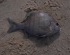 Dichistius multifasciatus