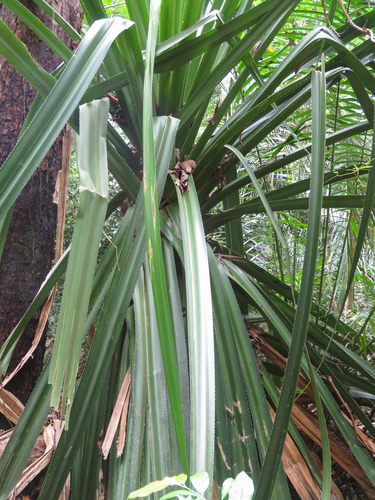 Pandanus rabaiensis, photograph 1