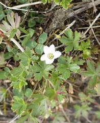Geranium diffusum